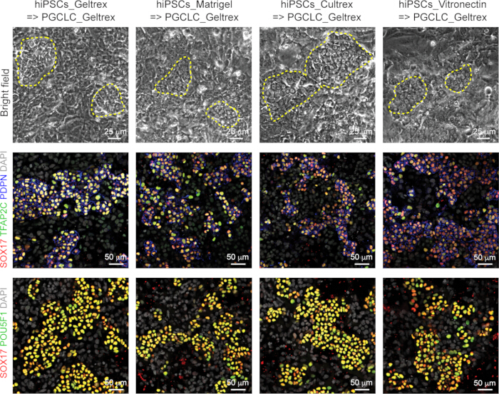 figure-results-3 hiPSCs differentiation to PGCLCs in various matrices; microscopy images; SOX17, TFAP2C markers shown.