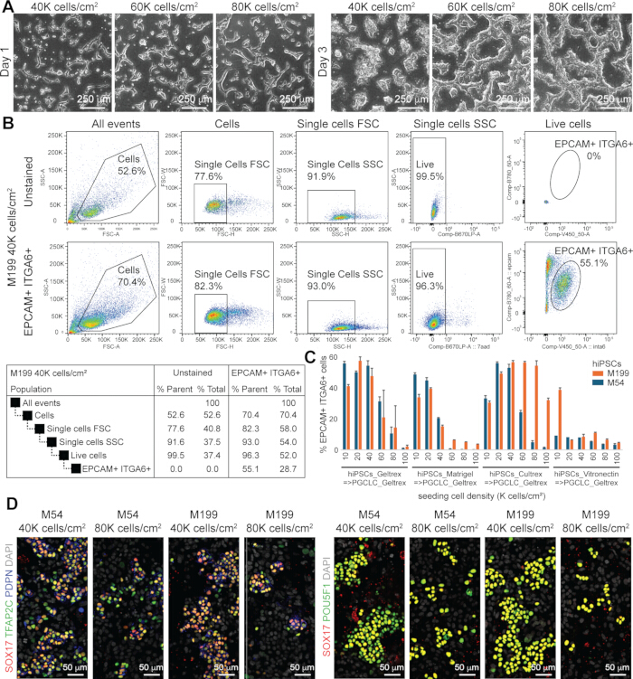 figure-results-4 Cell growth and density analysis; flow cytometry, immunofluorescence, density bar chart, microscopy results.