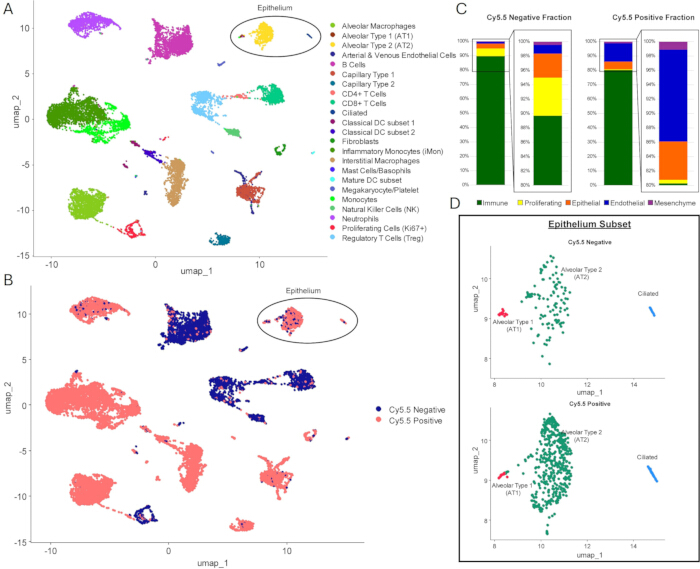 figure-results-1 UMAP clustering of lung cell types; expression analysis; Cy5.5 fraction; epithelial subset in graphs.