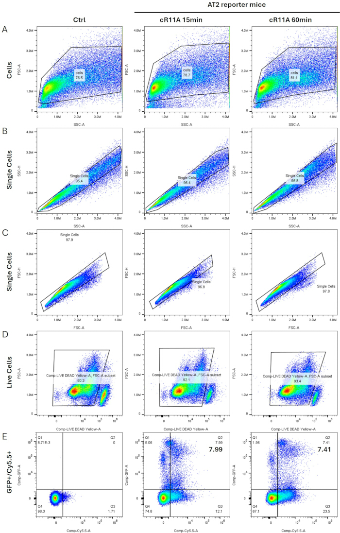 figure-results-2 Flow cytometry diagrams, AT2 reporter mice, cell viability, FSC-A vs. SSC-A, GFP+/Cy5.5+ analysis.