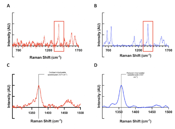 Raman spectra graphs; mitochondrial oxidation states; spectral peaks; intensity vs. cm⁻¹; analysis.