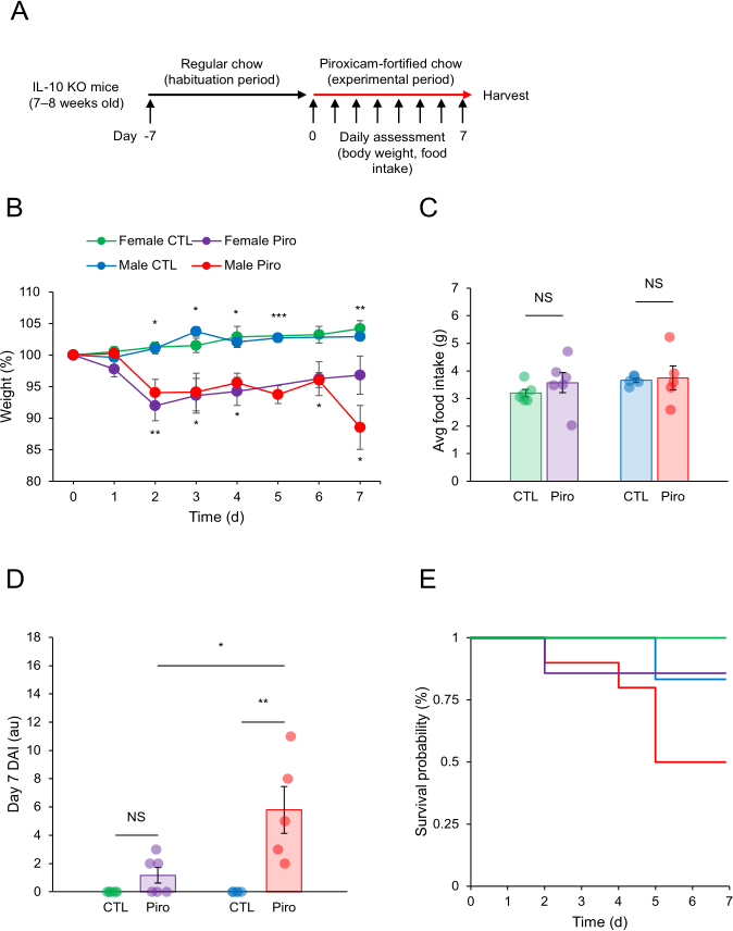 figure-results-1 Piroxicam effect on IL-10 KO mice; weight, food intake, survival graphs; experimental results.