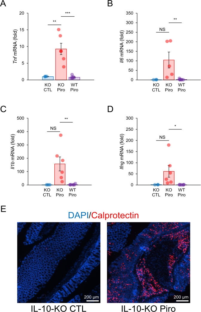 figure-results-3 Gene expression analysis graph and microscopy; mRNA fold change; DAPI/Calprotectin stain; KO, WT.
