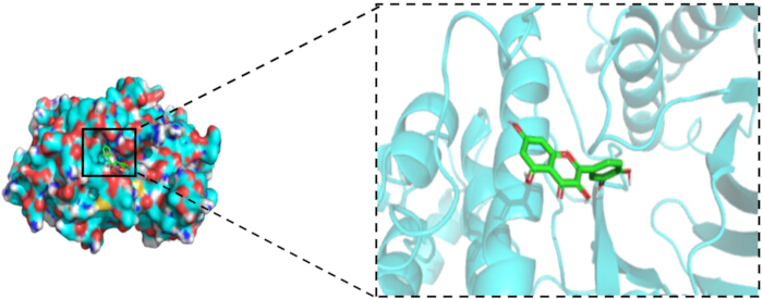 Protein-ligand interaction, molecular structure analysis, diagram with highlighted binding site.
