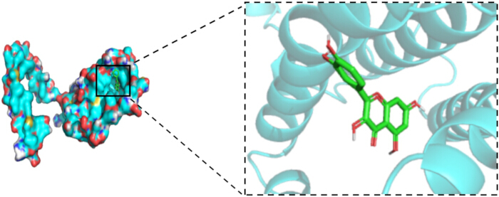 Protein-ligand interaction, molecular structure diagram, binding site highlighted, biochemical study.