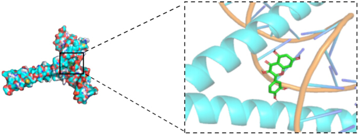 Molecular structure diagram with DNA binding site, highlighting interaction in protein-DNA complex.