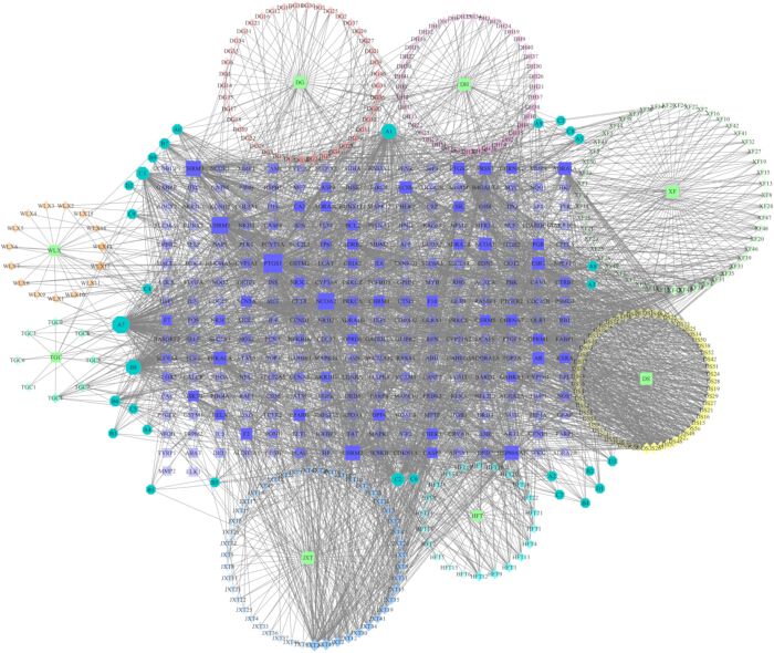 Gene interaction network diagram illustrating complex genetic relationships and pathways.