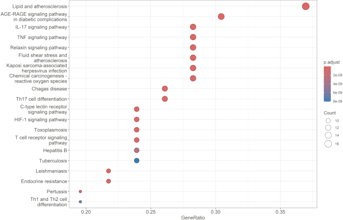 Bubble chart displaying pathway enrichment analysis; pathways with p.adjust and GeneRatio values.