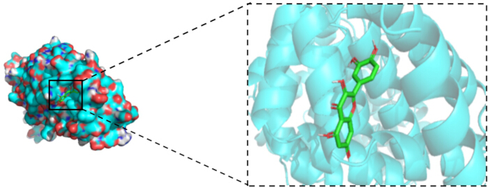 Protein-ligand binding diagram; 3D structure visualization and molecular interaction analysis.