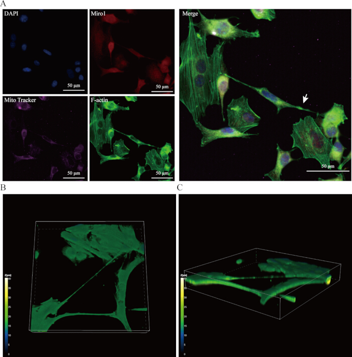figure-protocol-3 Fluorescence microscopy images showing DAPI, Miro1, Mito Tracker, F-actin; cell structure study.