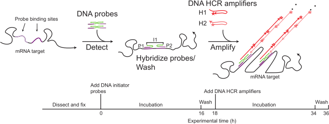 figure-introduction-1 DNA probe hybridization and amplification diagram with HCR method, showing mRNA detection process.