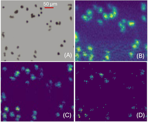 figure-results-1 Microscopy image showing bacterial colonies and fluorescence emission analysis across four stages.