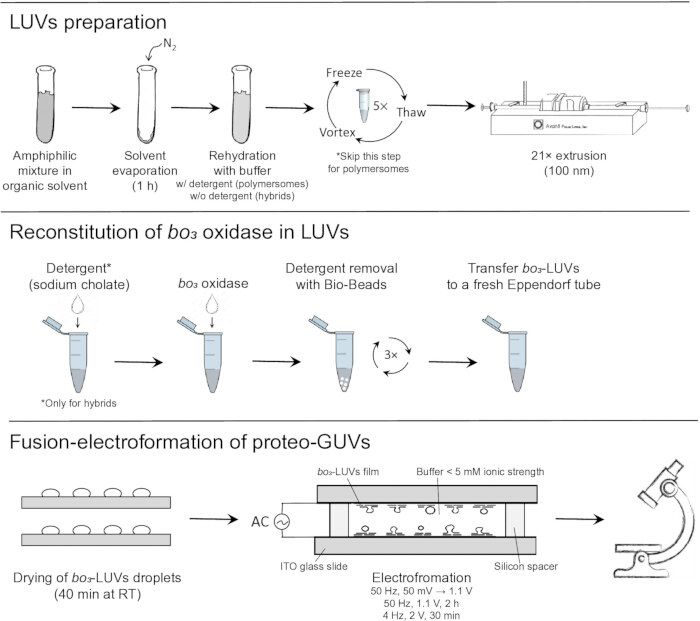 figure-results-1 LUVs preparation and bo3 oxidase reconstitution diagram; proteo-GUVs electroformation setup.