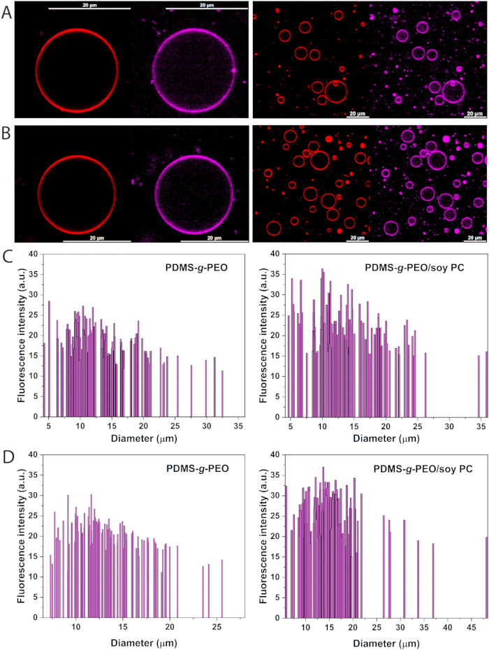 figure-results-6 Microscopy and fluorescence graphs; PDMS-g-PEO, soy PC. Diameter vs intensity analysis.