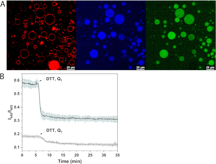 figure-results-7 Multicolor microscopy of lipid droplets, fluorescence emission. Kinetics graph, I_488/I_405 vs. time.