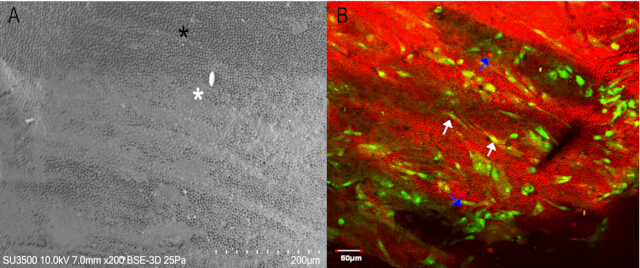 figure-protocol-2 SEM and fluorescence microscopy images; cell surface structure; tissue staining; cellular analysis.