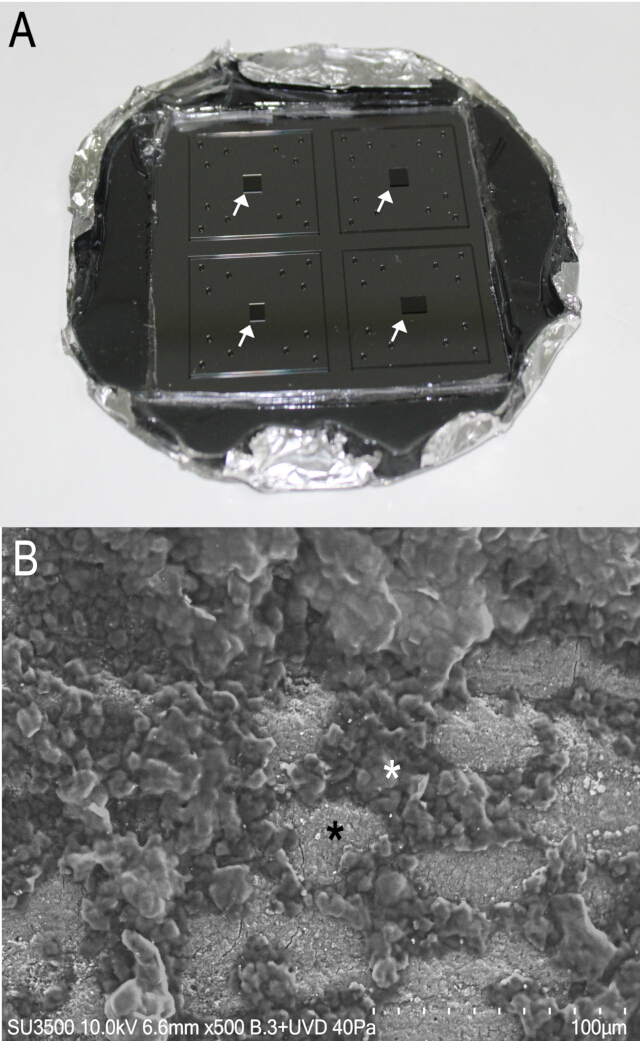 figure-results-1 Microchip SEM analysis; diagram showing surface features for material study at 500x magnification.