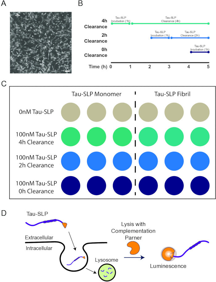 Tau-SLP clearance experiment; diagram and timeline; protein monomer/fibril analysis; lysosomal process.