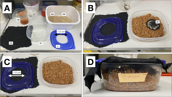 Experimental setup for fungal growth; containers with substrate, fabric covers, and labeled samples.