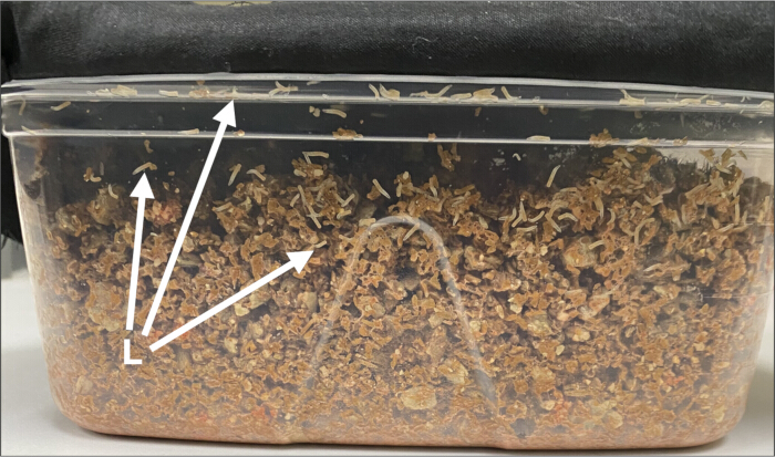 Composting process in closed container; decomposition analysis; organic breakdown; biology experiment.