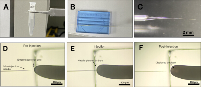 Microinjection process: embryo stem cell injection steps with needle setup and displacement shown in diagram.