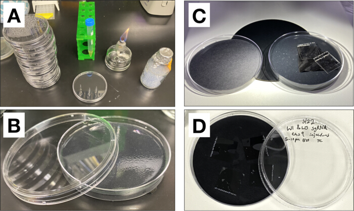 Petri dish experiment setup showing bacterial growth samples, microscopy analysis, and culture results.