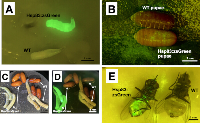 Hsp83:zsGreen fluorescence comparison in pupae, larvae, flies; experimental genetic expression setup.
