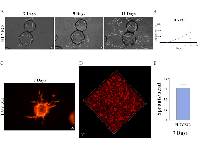 HUVECs culture growth, diagrams, graph, fluorescence microscopy, angiogenesis analysis.