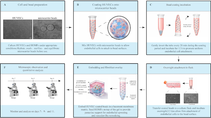 Endothelial cell culture process diagram; HUVECs coating on microcarrier beads, incubation, analysis.