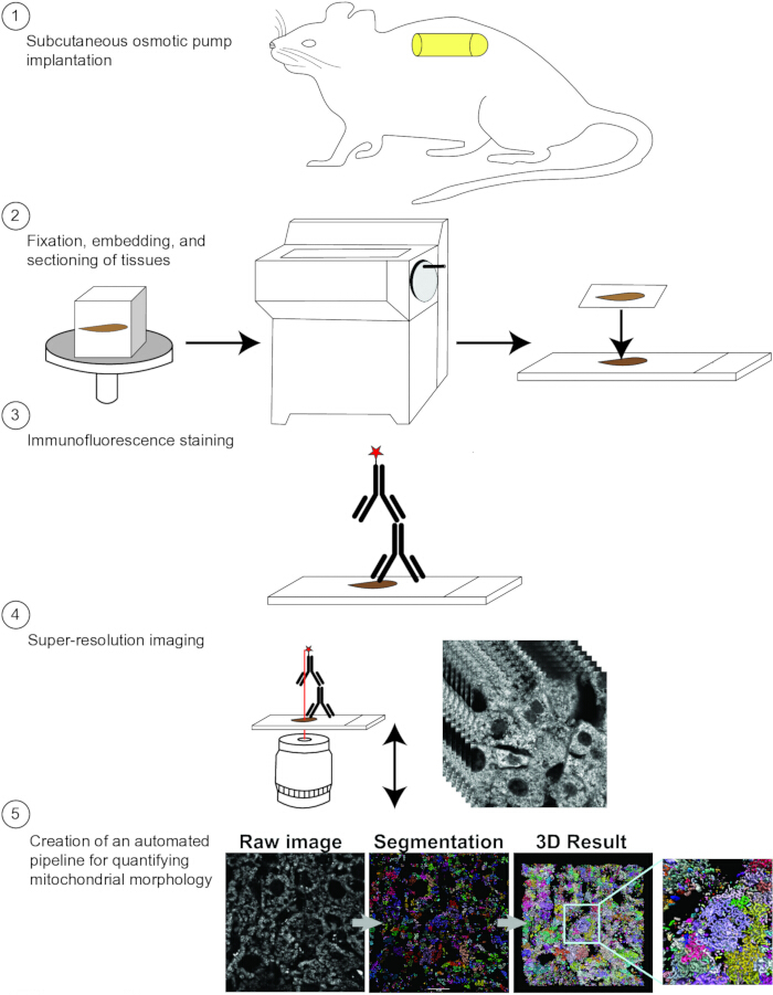 figure-results-1 Mouse study process: osmotic pump implantation, tissue sectioning, immunofluorescence, super-resolution.