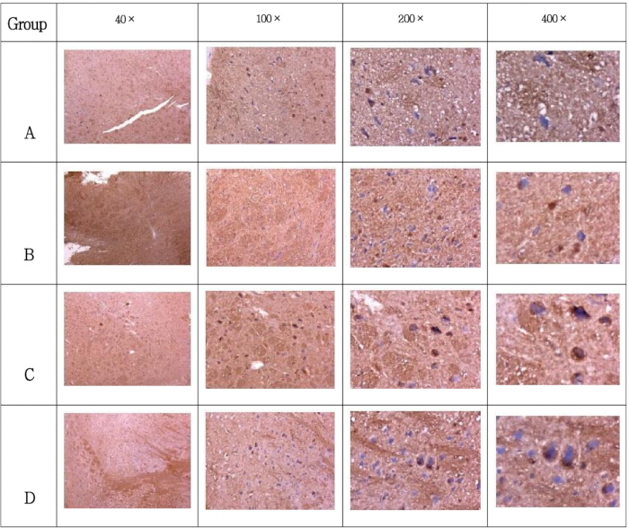 figure-results-1 Histology microscopy image series, tissue comparison at 40x to 400x magnification, group analysis.