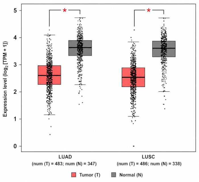 figure-results-4 Gene expression comparison, box plot, LUAD vs LUSC, tumor vs normal, statistical significance indicated.