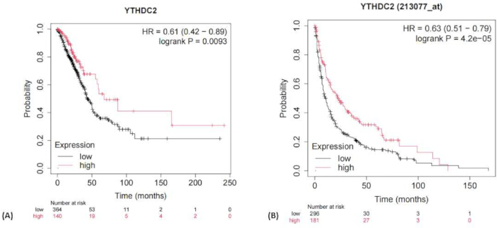 figure-results-6 Kaplan-Meier survival analysis graphs comparing YTHDC2 expression; hazard ratio and log-rank P shown.