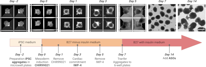 figure-results-1 iPSC cardiomyocyte differentiation timeline; diagram shows cell aggregates in microwell plates.