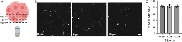 figure-results-5 Cell imaging with microscopy; multi-depth analysis (0, 6, 10 µm); graph of % cells with ASO.