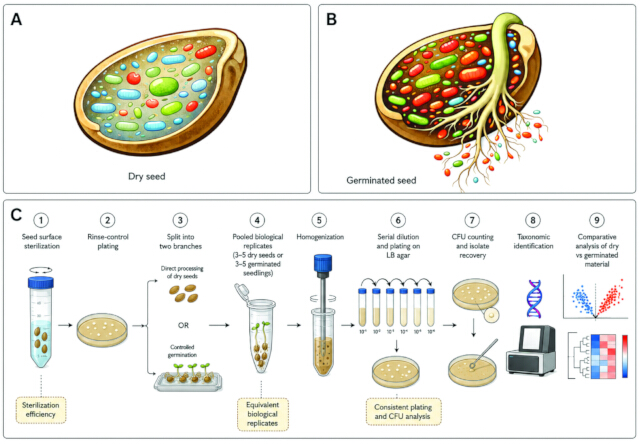 figure-introduction-1 Seed germination process, diagrams; shows dry vs. germinated seed, microbial analysis workflow, CFU counting.
