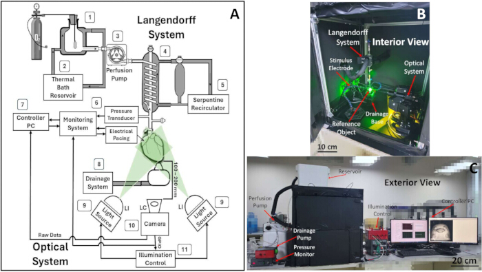 figure-results-1 Langendorff system diagram and setup for cardiac research; includes perfusion pump, optical system.
