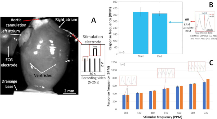 figure-results-2 Heart stimulation experiment setup with ECG; response frequency chart; stimulation frequency graph.