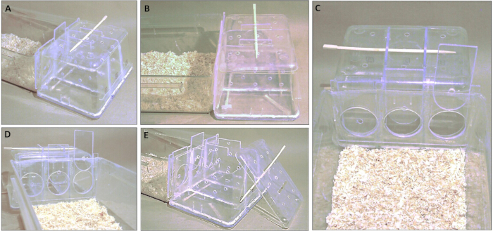 Mouse behavioral experiment setup; transparent maze for animal cognition study; experimental apparatus.