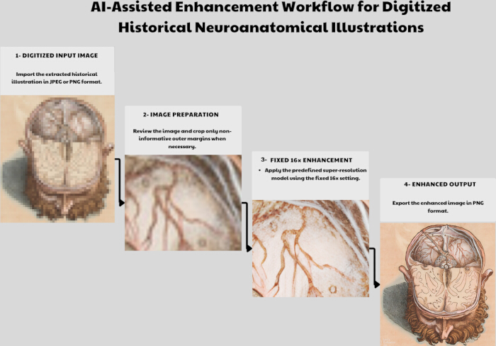 figure-results-1 AI-assisted workflow diagram for enhancing historical neuroanatomical images using super-resolution.