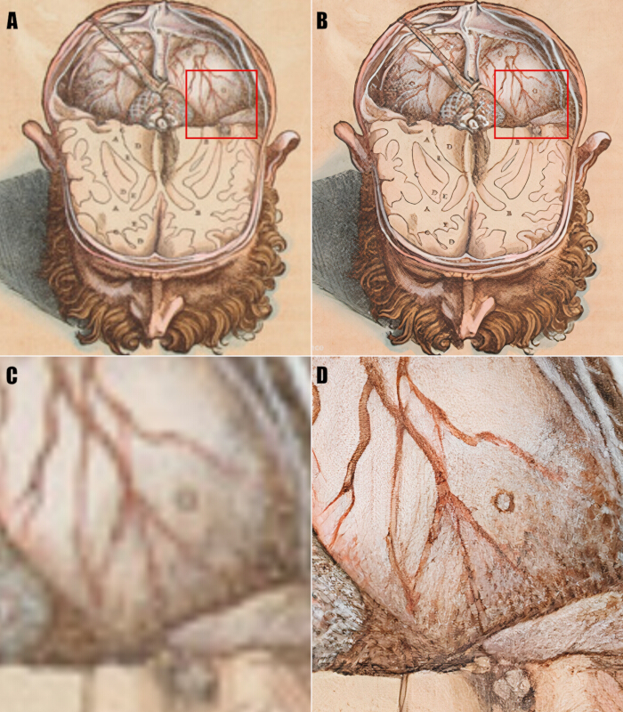 figure-results-2 Brain anatomy illustration with vascular detail; comparative diagram of cortex structure.