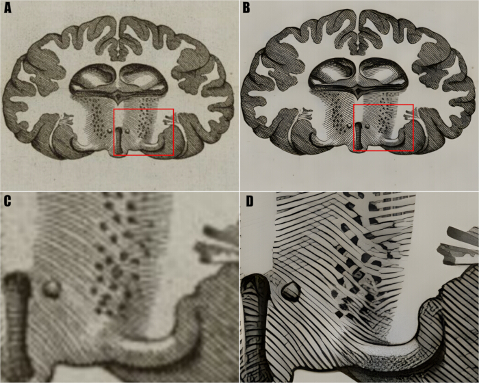 figure-results-3 Coronal brain anatomy diagrams highlighting detailed section views for neuroscience research.