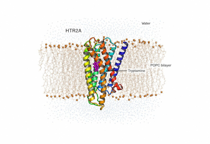 figure-results-14 HTR2A receptor diagram in POPC bilayer with tryptamine, for membrane protein interaction studies.