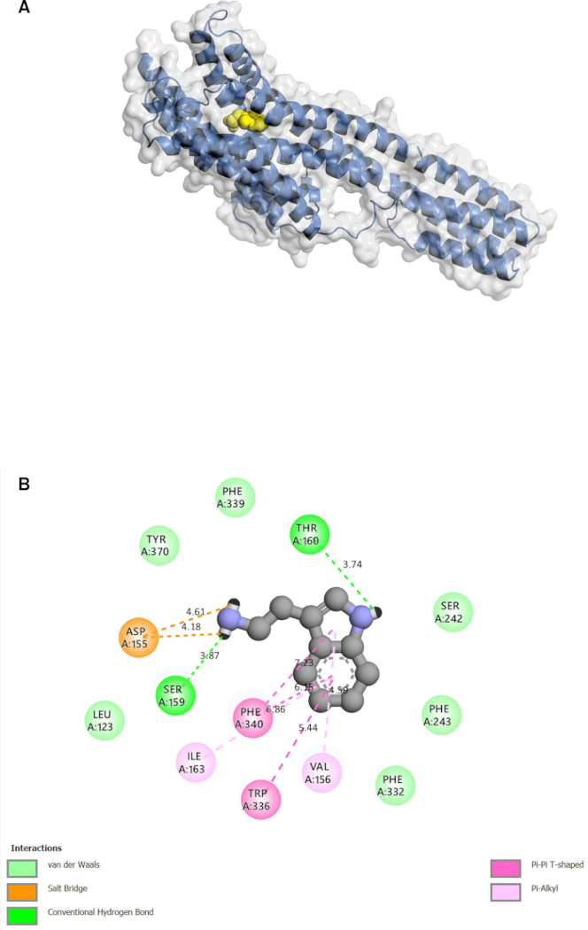 figure-results-9 Protein-ligand docking diagram with interactions: hydrogen bonds, van der Waals, pi interactions.