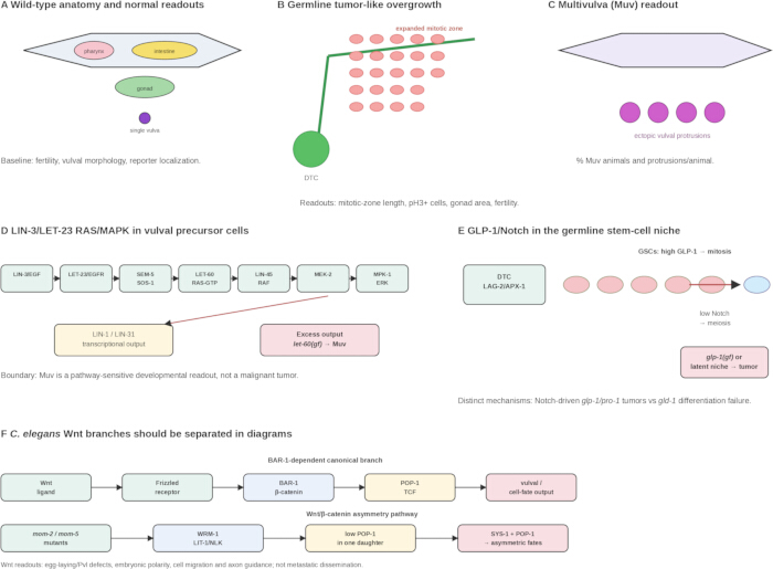 C. elegans genetic pathways diagram; RAS/MAPK, Notch, Wnt; cell differentiation mechanisms.
