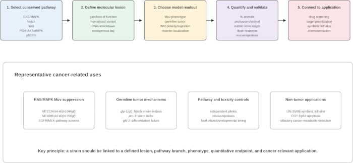 Cancer pathway analysis; diagram of experimental methodology in pathway validation and application.