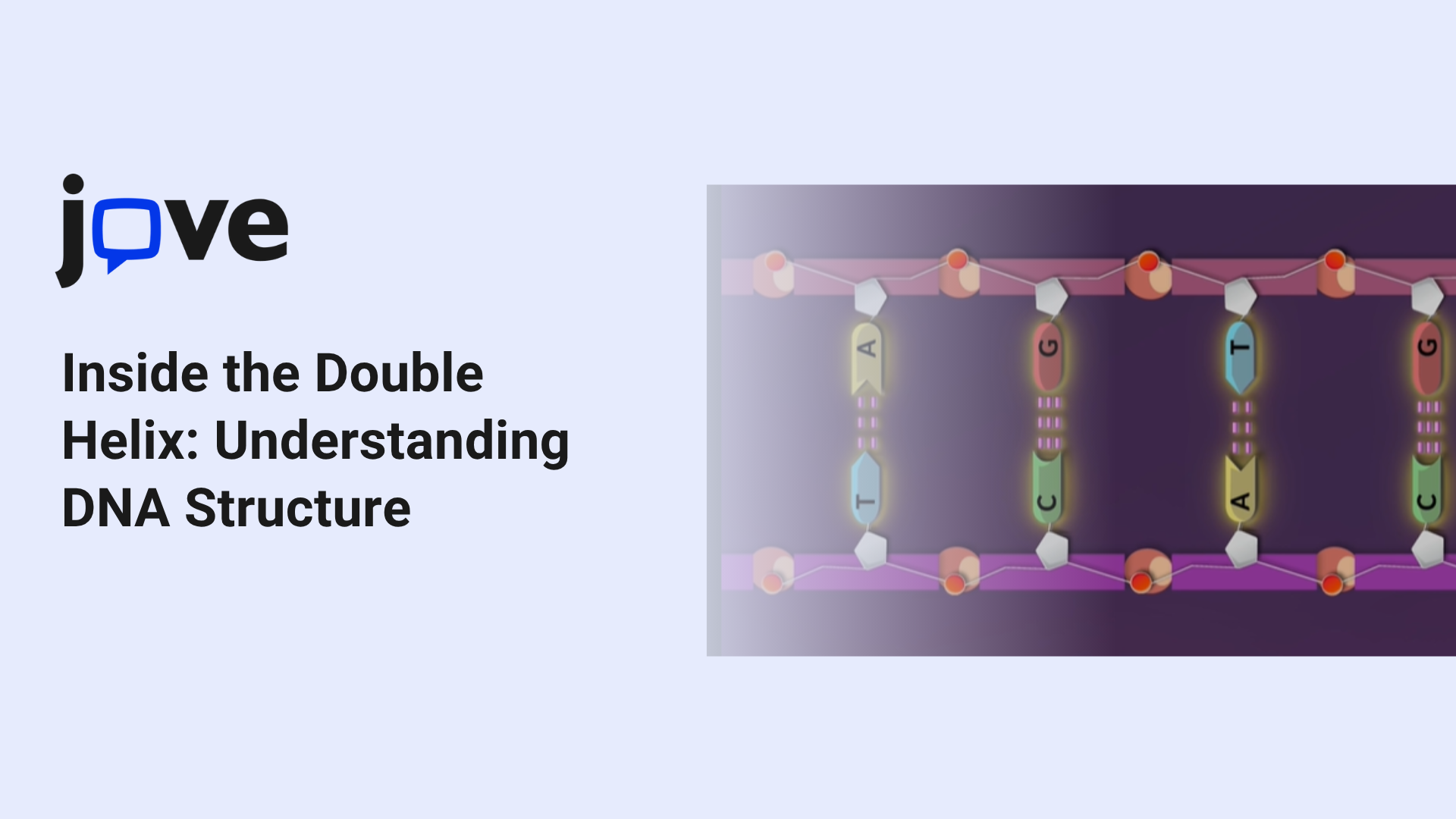 Inside the Double Helix: Understanding DNA Structure