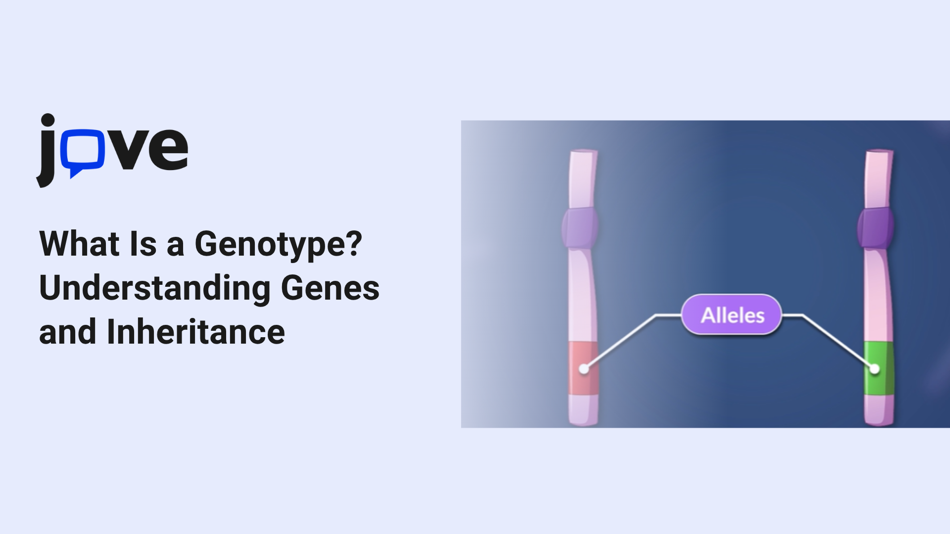 What Is a Genotype? Understanding Genes and Inheritance