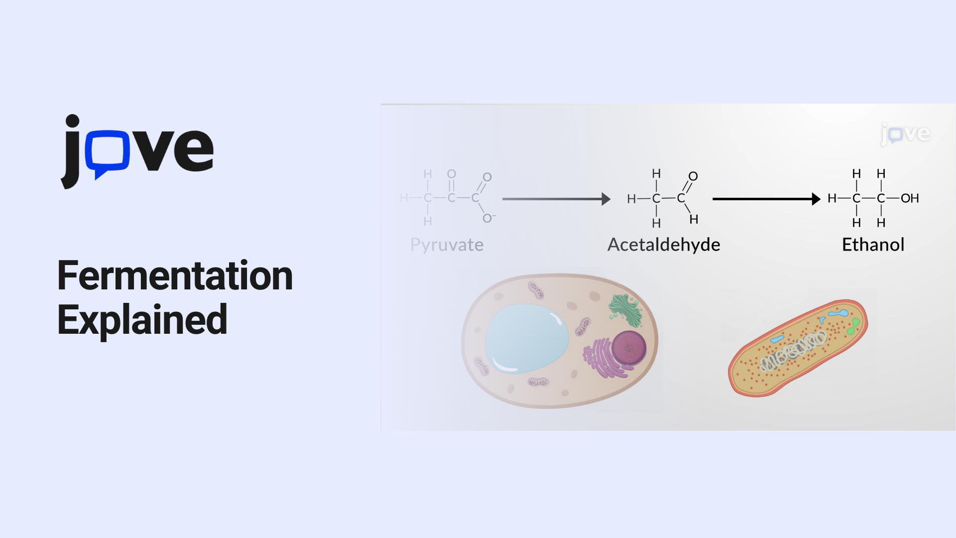 Fermentation explained on how organisms make energy without oxygen with visual tools