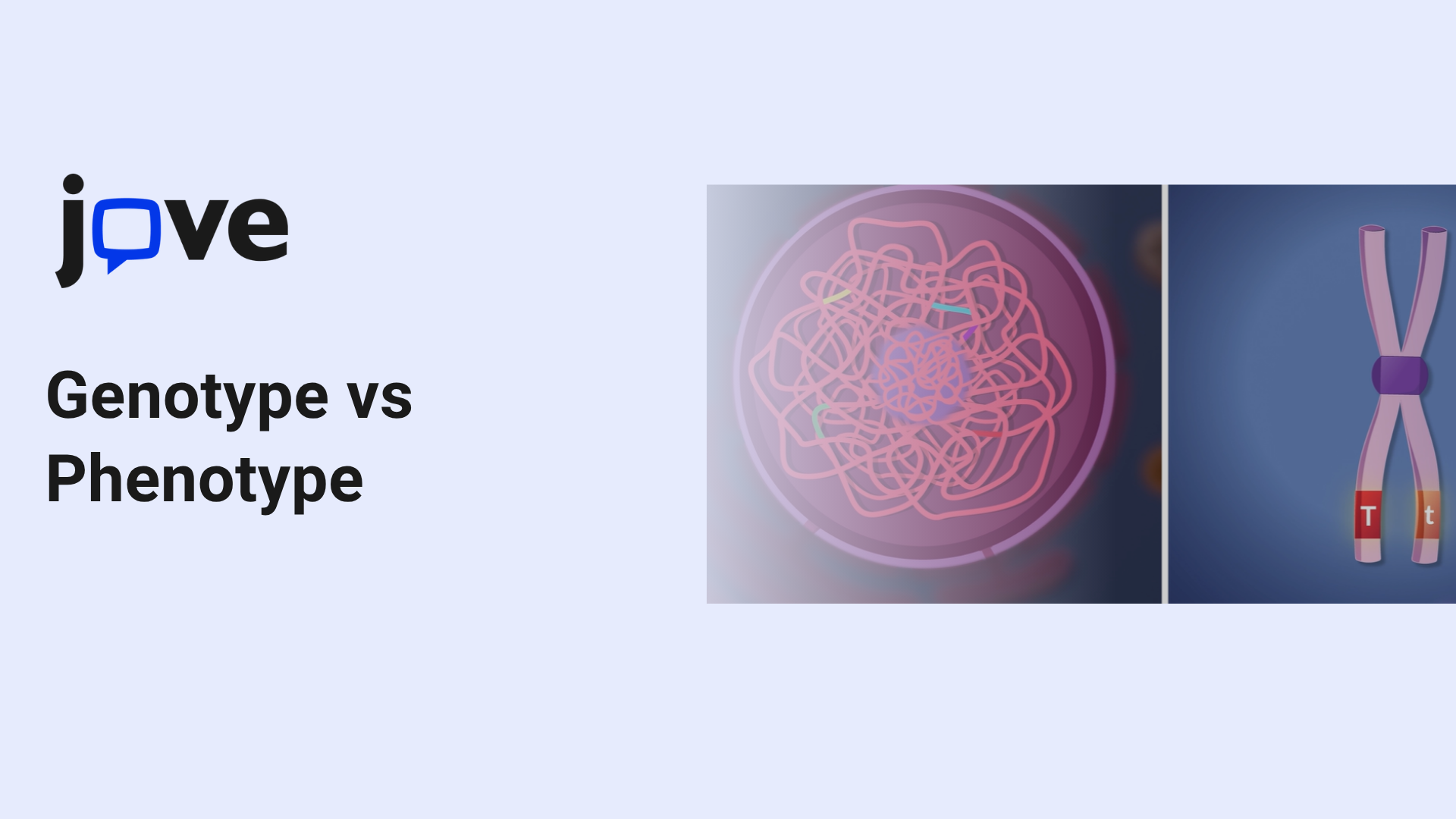 Genotype vs Phenotype